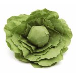Erzi Lettuce
