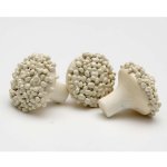 Erzi Cauliflower Floret